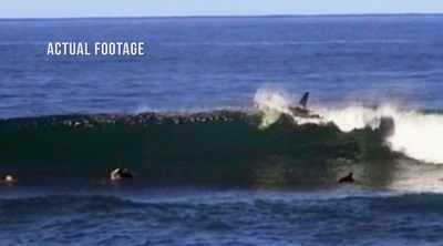 He was attacked, not by
one great white, but two. - Shark Attack Files