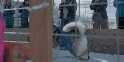 He is attempting to pull
a walrus across the ice, folks. - The Year of the Dog