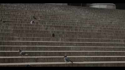 - He was basically feeding
pigeons in the park - Teslafy Me