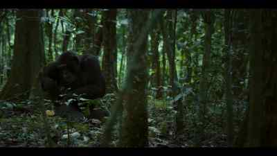 He beat Jackson once, - Chimp Empire