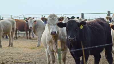 He bought some real estate
and started dealing in cattle. - Jews of the Wild West