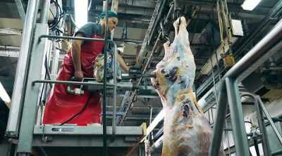 He breaks down
full animal carcasses - Sewer Divers