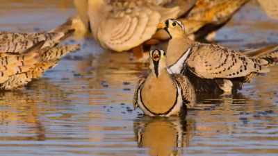 He can hold up
to two tablespoons in his throat, - Our Great National Parks