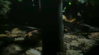 He can run, but he can't hide. - The Secret Lives of Animals