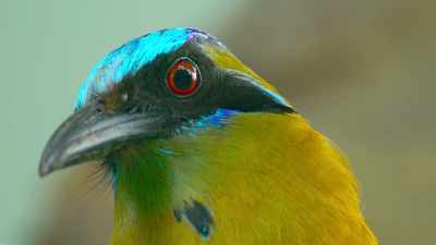 He can't stay put, and lizards
can't survive underwater. - The Secret Lives of Animals