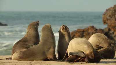 He can't turn to the other moms
for comfort. - Wild Babies