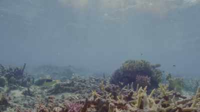 He carries it all the way back
to his special kitchen. - Oceans: Our Blue Planet