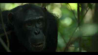 He was caught alone... - Chimp Empire
