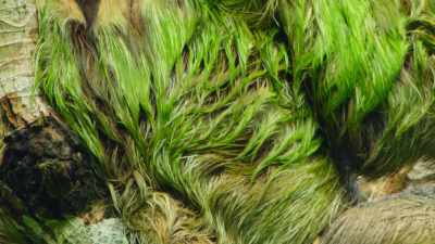 He changes color, - Our Great National Parks