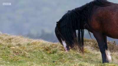 He checks if she's in season. - Wales: Land of the Wild