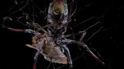 He climbs very tentatively
onto her abdomen. - Micro Monsters with David Attenborough
