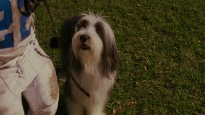 He is clueless - The Shaggy Dog