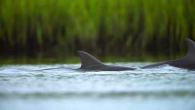 He is coming up. We got beautiful
light and we're really hopeful. - The Secret Lives of Animals