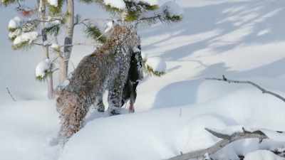 He has defied the ice, - Epic Yellowstone