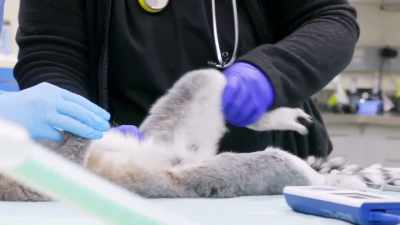 He definitely has reduced range
of motion in that left hip, - Secrets of the Zoo