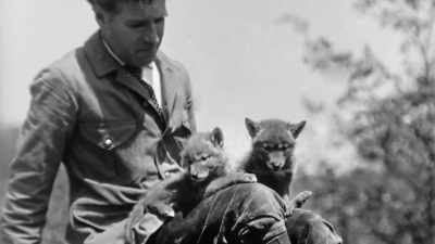 He didn't think of
wild animals, - The American Buffalo