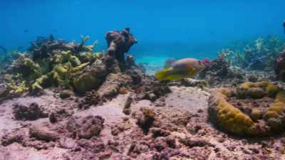 He does something
few would have believed a fish could do. - Blue Planet II