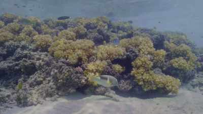 He does something
few would have believed a fish could do. - Oceans: Our Blue Planet