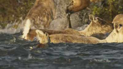 He does what he can
to stay close to his mother. - Frozen Planet II
