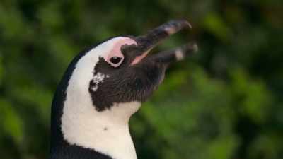 He doesn't have love
or a shady place to chill. - Penguin Town
