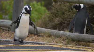 He doesn't have time for this nonsense. - Penguin Town