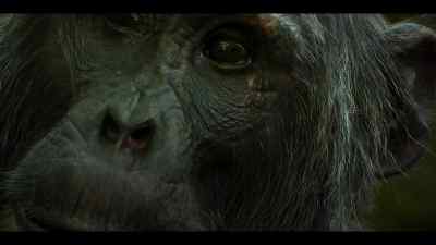 He escaped with his life. - Chimp Empire