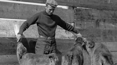 He fed them cow's milk
from a baby bottle-- - The American Buffalo