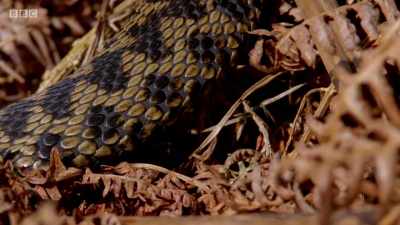 He flattens his body
and spreads his scales, - Wales: Land of the Wild