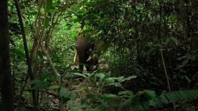 He follows paths - Our Planet