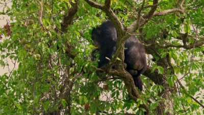 He gorges on everything he can find. - Dynasties