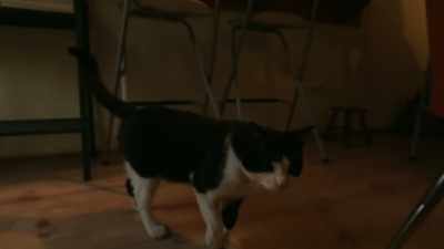 He got kicked one time and
showed up with a dislocated leg. - Kedi