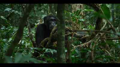 he hasn't just survived, - Chimp Empire