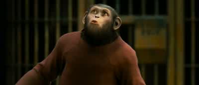 He hasn't spent any time with other chimps. - Rise of the Planet of the Apes