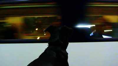 He had his dog
looking at the world. - The Story of Film: A New Generation
