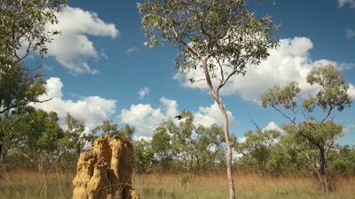 He and his partner have found
the perfect place to keep cool. - A Year on Planet Earth