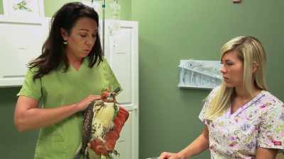 He was hit by a car
and has a broken, um, wing. - Pet Fooled