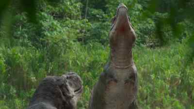 He, however, makes it clear
that he's not interested in fighting. - Prehistoric Planet