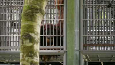 He was in a cage that
was barely bigger than - Why on Earth