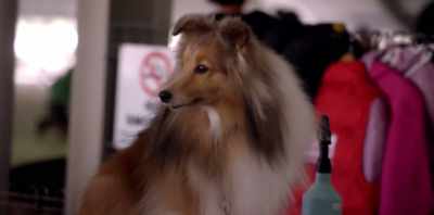 He just became a 16-year-old kid
that can't think clearly. - Koko: A Red Dog Story