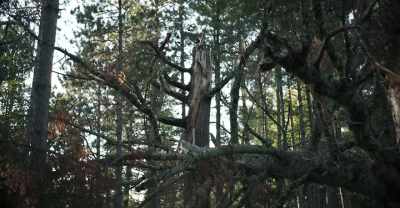 He was just fascinated by it. - Nina of the Woods
