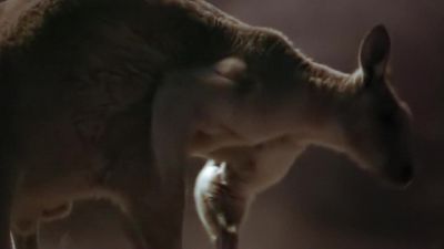 He kicks off the confrontation with a scratch. - Earth at Night in Color
