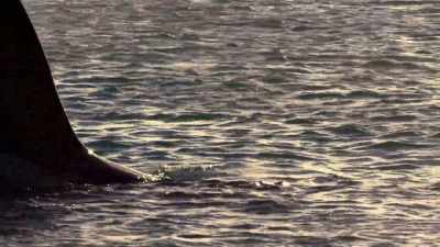 ''He knows enough to hide
his five-foot dorsal fin.'' - Secrets of the Whales