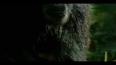He knows every tree at Ngogo. - Chimp Empire