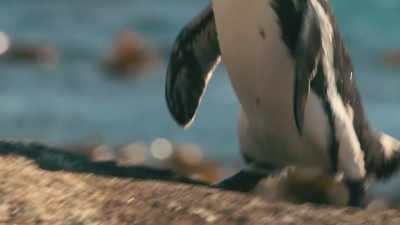 He knows to go straight home... - Penguin Town