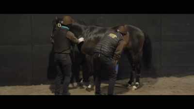 He looks in super condition - Horsepower