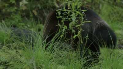 He makes up for it with ferocity. - Wild Nordic