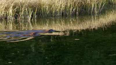 He managed to elude
the young Blackfeet - Yellowstone: One-Fifty