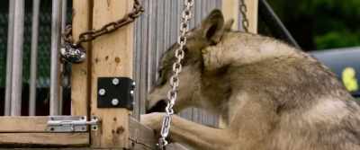He managed to escape
through this door. - The Wolf and the Lion