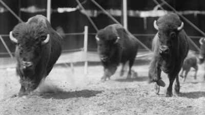He managed to replenish them
from his ranch in Nebraska - The American Buffalo