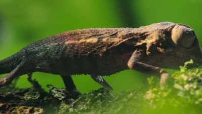 He may be smaller
than your thumb, - The Secret Lives of Animals